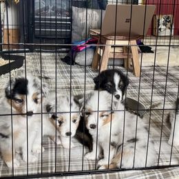 Australian Shepherd Puppies from Brody Aussies