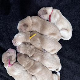 Boy 5 - male Golden Retriever puppy in Angier, North Carolina from Howard's Retrievers