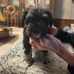 Miniature Schnauzer Puppies from Aljamar and suelen
