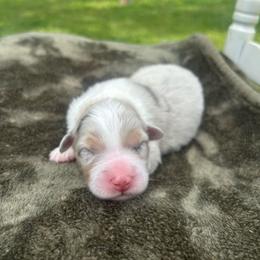 Girl 4 - Blue merle female Australian Shepherd puppy in Washington, Oklahoma from Top Draft Genetics