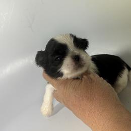 Creed - Black and white male Shih Tzu puppy in Morrisville, Missouri from Sweetbriar Shih Tzu