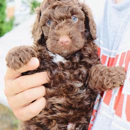 Wonka Bar - Phantom male Bernedoodle puppy in Ohio from Moore Doodles