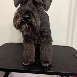 Miniature Schnauzer All Grown Up from Menage Miniatures