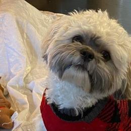 Shih Tzu Puppies from Grandma Ts Precious Puppies