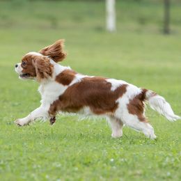 Basset Hounds, Cavalier King Charles Spaniels, and Mastiffs from Southern Oaks Kennel