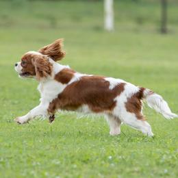 Basset Hounds, Cavalier King Charles Spaniels, and Mastiffs from Southern Oaks Kennel