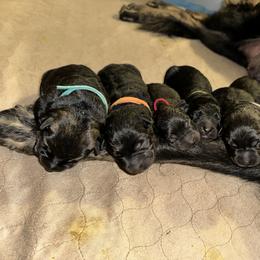 German Shepherd Puppies from FuryHaus German Shepherds