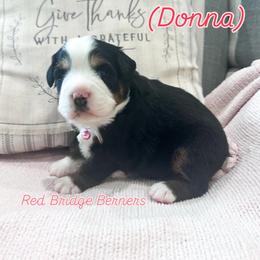 Bernese Mountain Dog Puppies from Red Bridge Berners