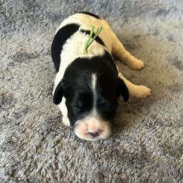 Green Collar- Traditional Tri Color - Black and tan male Cavapoo puppy in Tempe, Arizona from Springerdoodles Plus AZ
