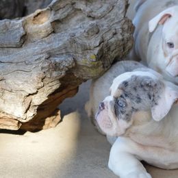 Bulldogs from K10 Farms