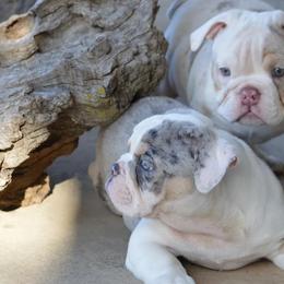 Bulldogs from K10 Farms