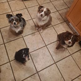 Toy Australian Shepherd Puppies from Honeybee Haven's Toy Aussies