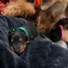 Dark Green - Black and tan male Airedale Terrier puppy in Akron, Ohio from Green Family Companion Kennel, LLC
