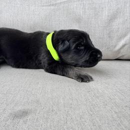 Boy1 - male German Shepherd puppy in Liberty Hill, Texas from Liberty Shepherds