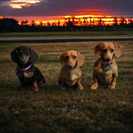 Dachshunds and Pembroke Welsh Corgis from TS Dachshunds and Corgis