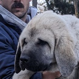 Anatolian Shepherd Dog Puppies from Homestead Heaney