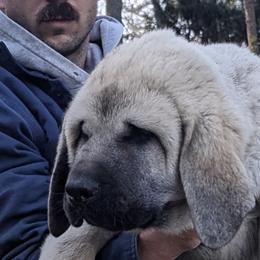 Anatolian Shepherd Dog Puppies from Homestead Heaney