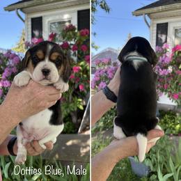 Dottie's Blue - Black red and white male Beagle puppy in Brownsville, Oregon from Beagles on the Run