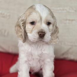 Patrick Turner - Buff and white Cocker Spaniel puppy in Crewe, Virginia from Suzanne's Cockers