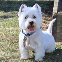 Cairn Terriers and West Highland White Terriers from Linda’s Lovable Pups