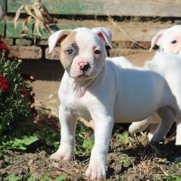 Female - Morea - White and red female American Bulldog puppy in Xenia, Ohio from Bingham's Bulldogs LLC
