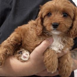 Pip (male - grey collar) - Red male Cavapoo puppy in Gilbert, Arizona from Azteddybeardoodles