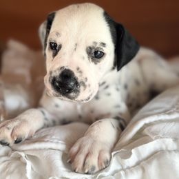 Male picking spot 5 - White and black male Dalmatian puppy in Hawkins, Texas from Snow Dalmatians