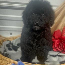 AKC Cayce - Black male Poodle puppy in Elgin, South Carolina from Silver Bells Paw Prints