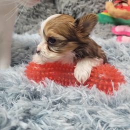 Remy (Sub-Zero) - Parti Yorkshire Terrier puppy in Elon, North Carolina from Parti Yorkies