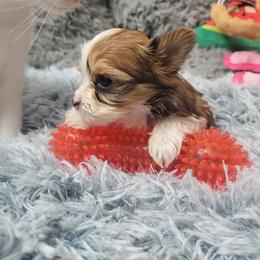 Remy (Sub-Zero) - Parti Yorkshire Terrier puppy in Elon, North Carolina from Parti Yorkies