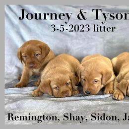 Labrador Retriever Puppies from Clark’s Loyal Labradors