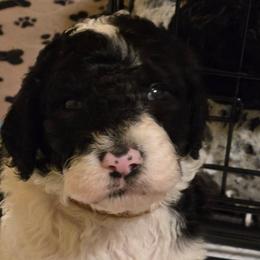 Brown collar Boy 4 - Parti male Poodle puppy in Nottingham, Maryland from A & A Pinedale Standard Poodles