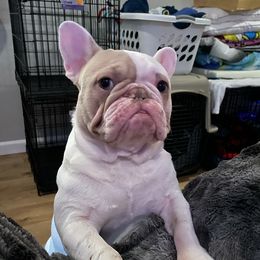 Jessica - French Bulldog
