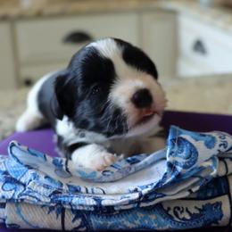 Lenox - Black and white male Havanese puppy in Hamptonville, North Carolina from Alabama Havanese Kennel Tidewater Kennel