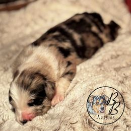 Australian Shepherd Puppies from Double B Aussies