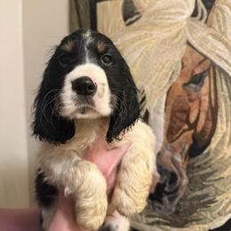 Apalachicola (Cola) - Black white and tan male English Springer Spaniel puppy in Huntingdon, Pennsylvania from Indian Creek Springers and Doxies