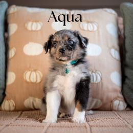 AQUA - reserved - Blue merle male Miniature American Shepherd puppy in Puyallup, Washington from TRAILS END Minis