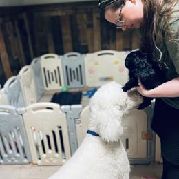 Goldendoodle Puppies from Thompson Creek Doodles