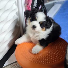 Miniature American Shepherd Puppies from All About Me Miniature American Shepherds