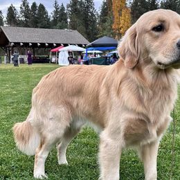 Golden Retrievers from Golden Acres Goldens