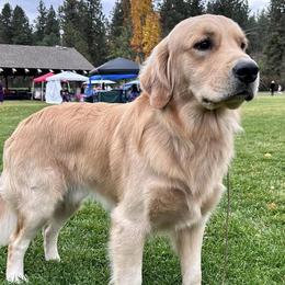 Golden Retrievers from Golden Acres Goldens