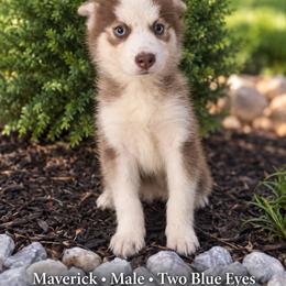 Maverick - Chocolate male Pomsky puppy in Harrodsburg, Kentucky from KY Pomsky Paws
