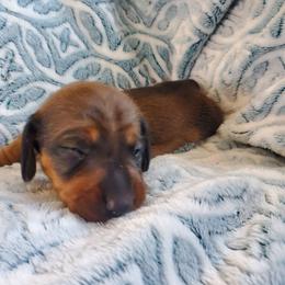Nutmeg - Red male Dachshund puppy in Tucson, Arizona from Luna May's daschunds