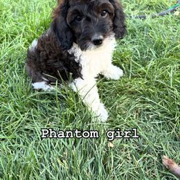 Bernedoodle, Cavapoo, and Poodle Puppies from Liberty Farms Puppies