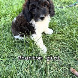 Bernedoodle, Cavapoo, and Poodle Puppies from Liberty Farms Puppies