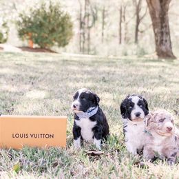 Aussiedoodles and Springerdoodles from Deek’s Designer Doodles