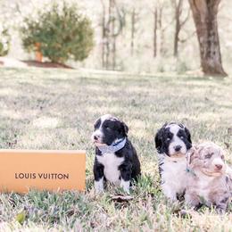 Aussiedoodles and Springerdoodles from Deek’s Designer Doodles
