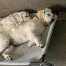 Golden Retriever, Newfoundland, and Shetland Sheepdog Puppies from Galaxies