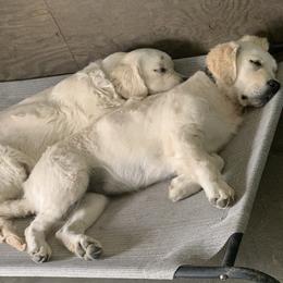 Golden Retriever, Newfoundland, and Shetland Sheepdog Puppies from Galaxies