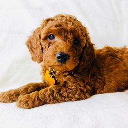 Waffles - Red  male Goldendoodle puppy in South Jordan, Utah from Wasatch Pup